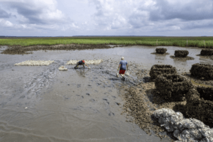 What it takes to create a successful oyster reef breakwater